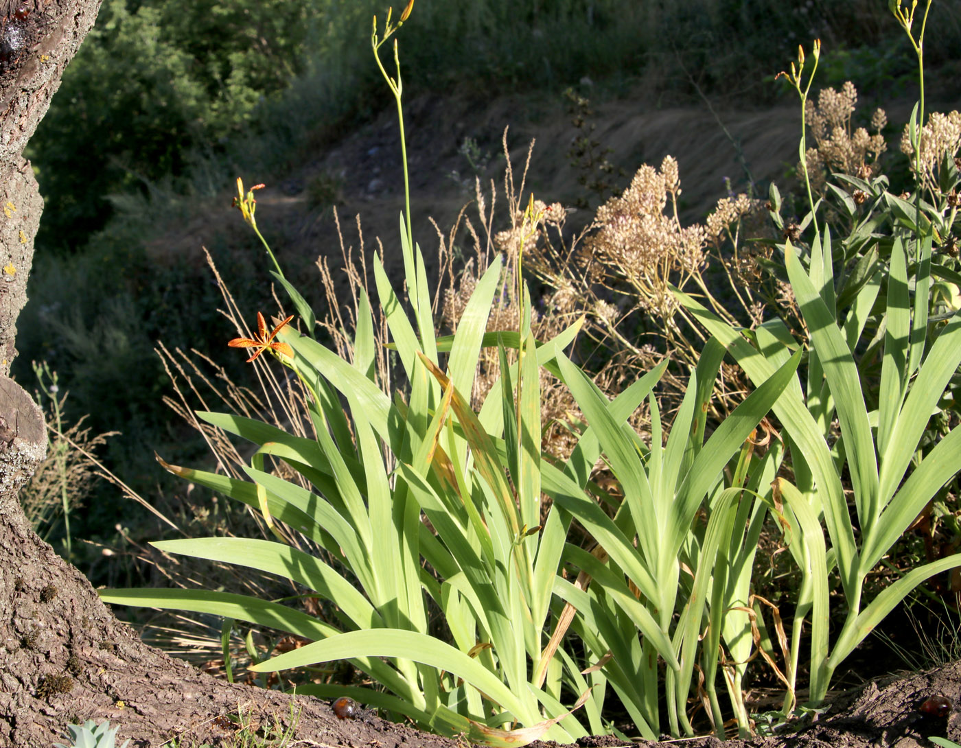 Image of Belamcanda chinensis specimen.