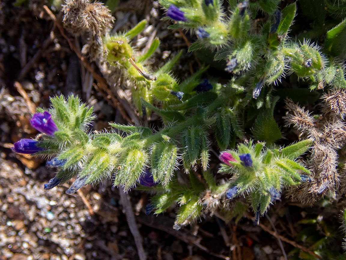 Изображение особи Echium arenarium.