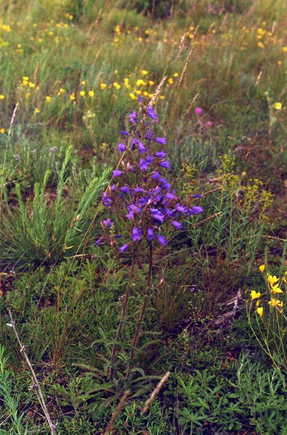 Изображение особи Campanula sibirica.