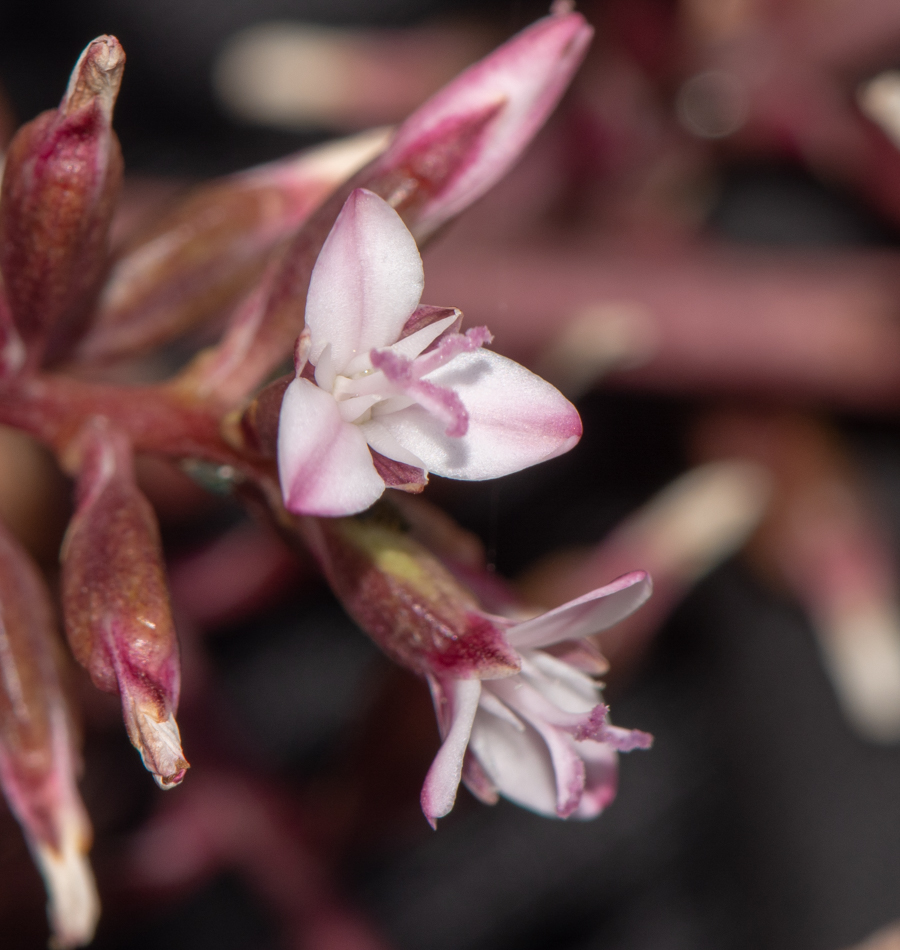 Image of familia Bromeliaceae specimen.