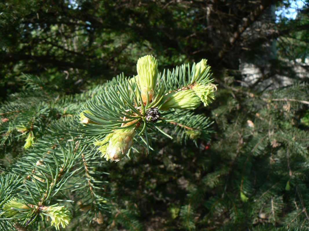 Image of Picea obovata specimen.