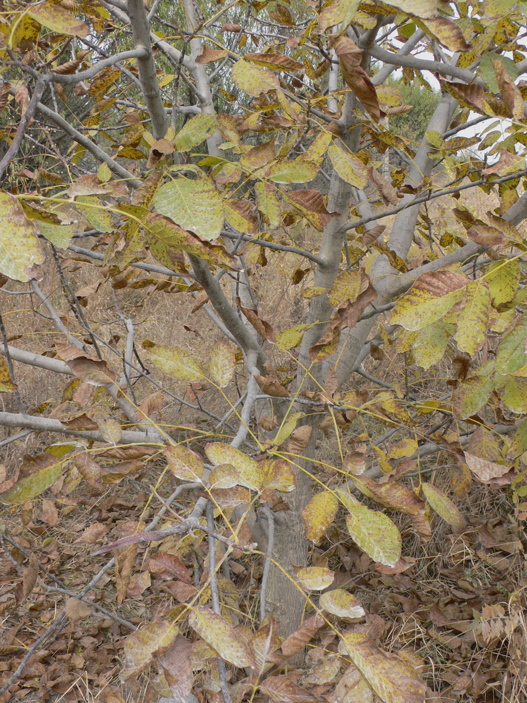 Image of Juglans regia specimen.