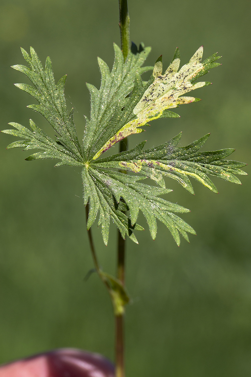 Изображение особи Potentilla longipes.