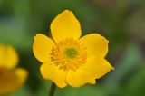 Anemonastrum speciosum
