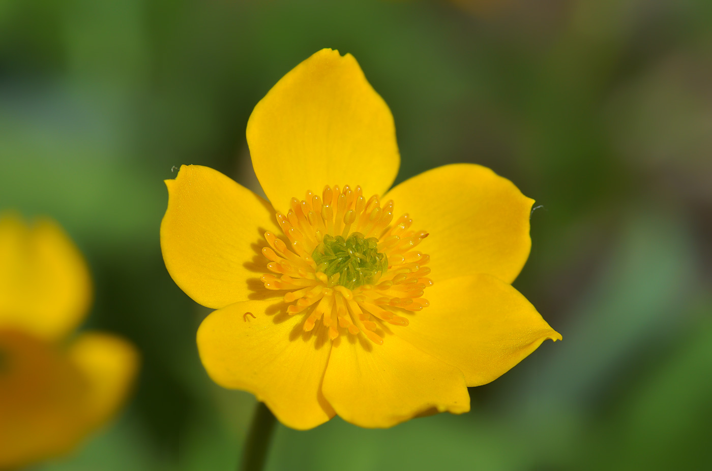 Изображение особи Anemonastrum speciosum.