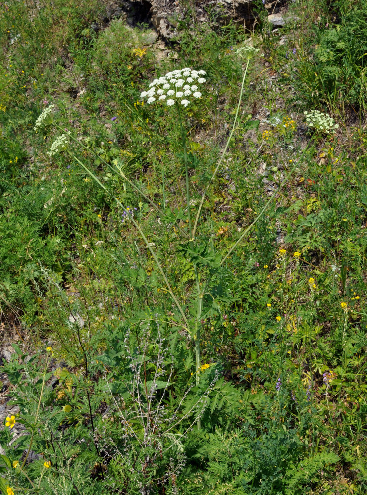 Image of Seseli libanotis specimen.