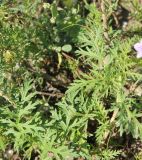 Erodium stephanianum