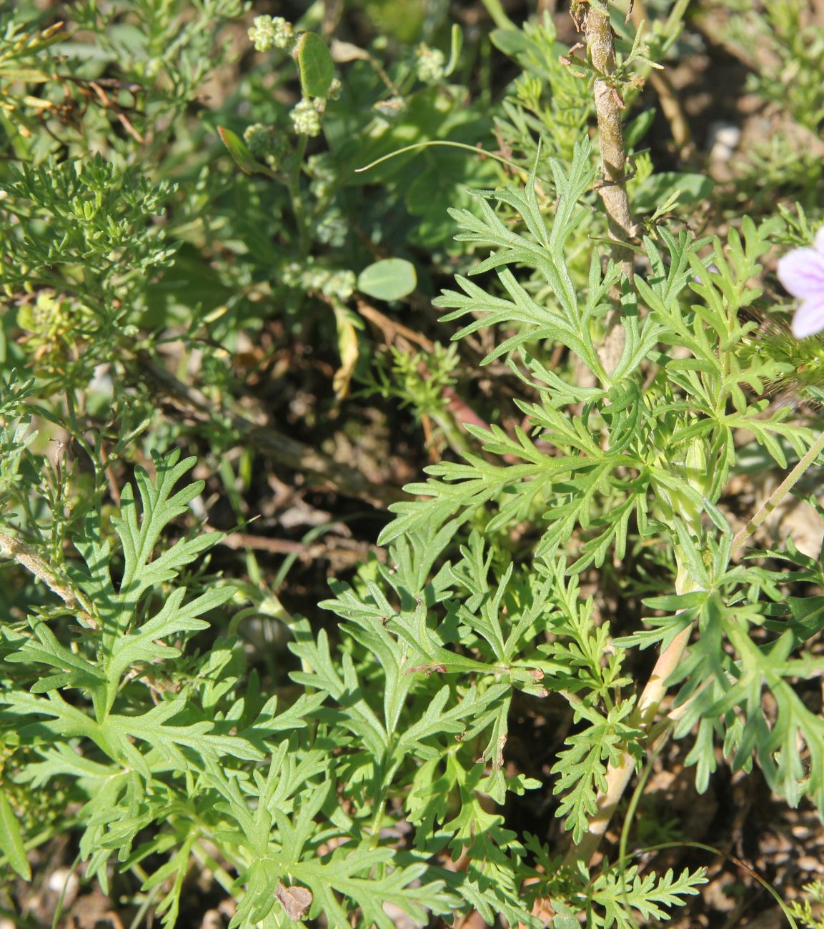 Image of Erodium stephanianum specimen.