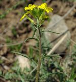 род Erysimum. Верхушка побега с соцветием. Азербайджан, Гёйгёльский р-н, с. Зурнабад. 16.04.2010.