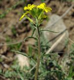 Erysimum