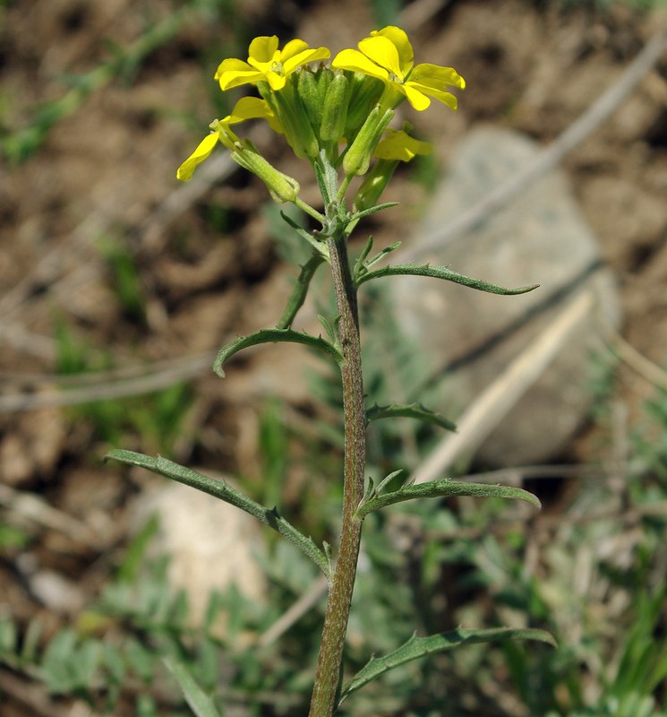 Изображение особи род Erysimum.