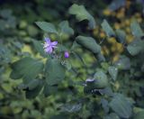 Thalictrum delavayi