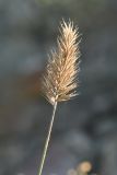 Agropyron pinifolium. Верхушка побега с соплодием. Крым, окр. Орджоникиидзе, мыс Киик-Атлама, глинистый склон. 3 августа 2021 г.