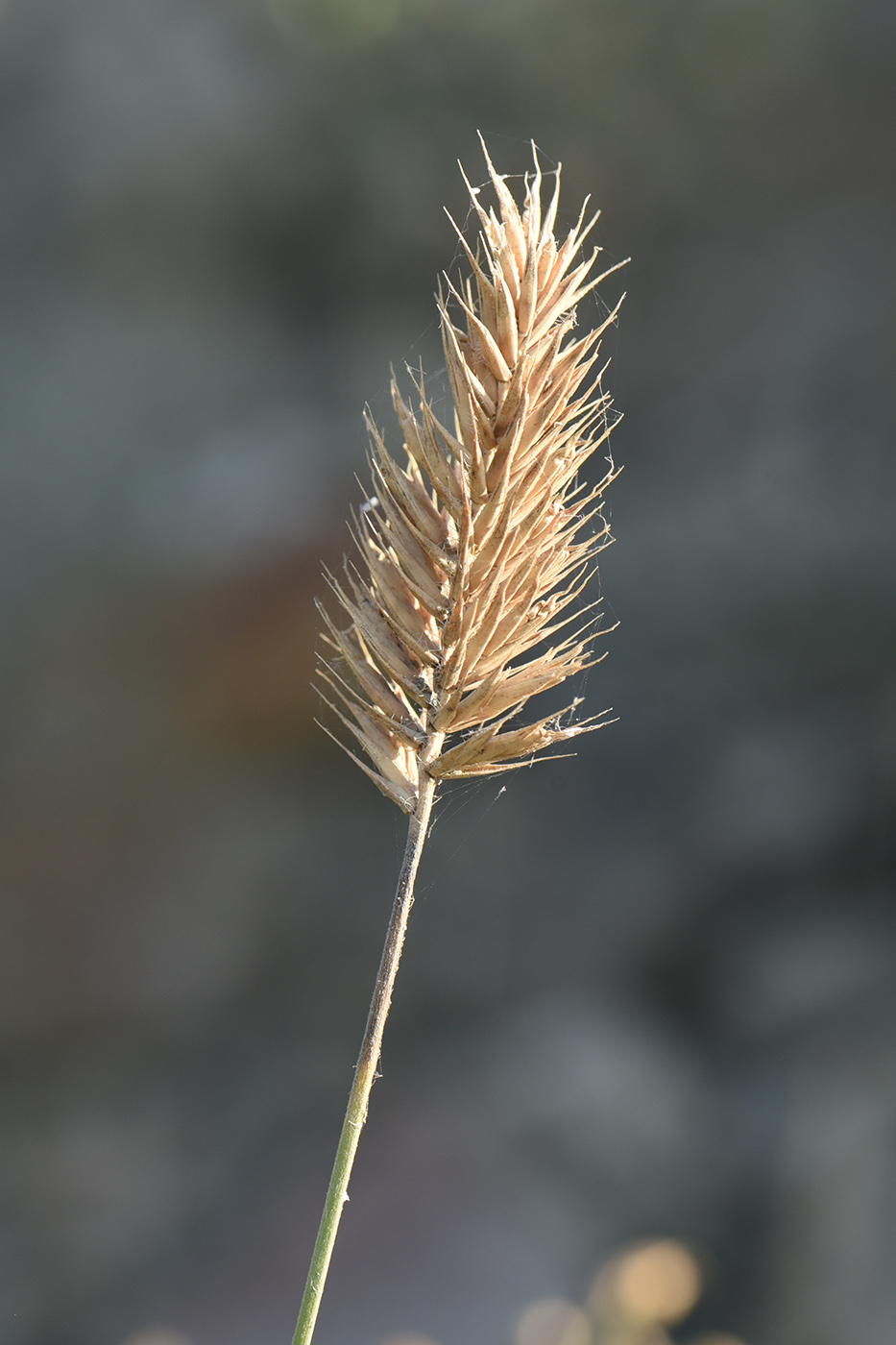 Image of Agropyron pinifolium specimen.