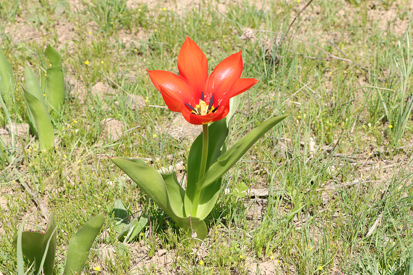 Image of Tulipa fosteriana specimen.