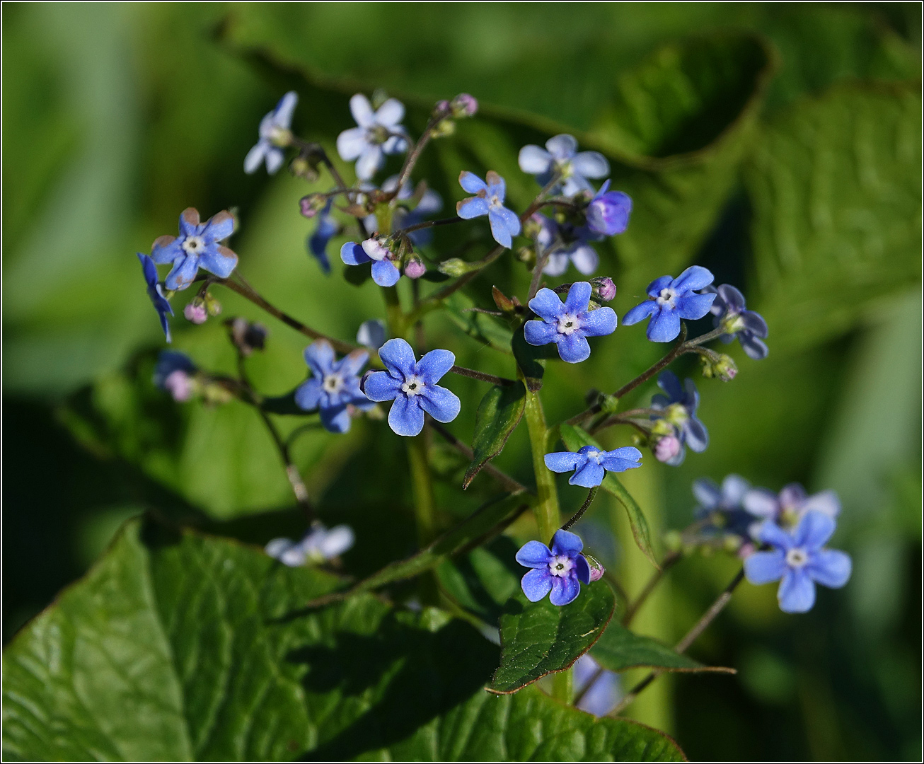 Image of Brunnera sibirica specimen.