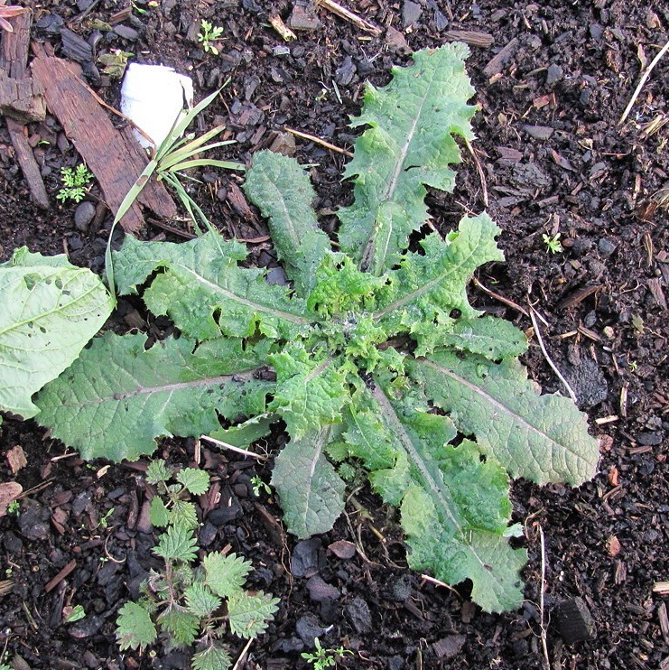 Изображение особи семейство Asteraceae.