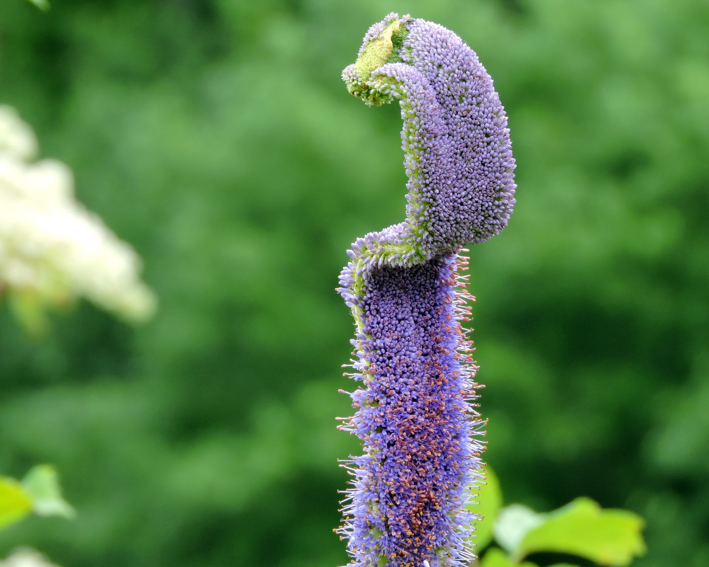 Image of Veronicastrum borissovae specimen.