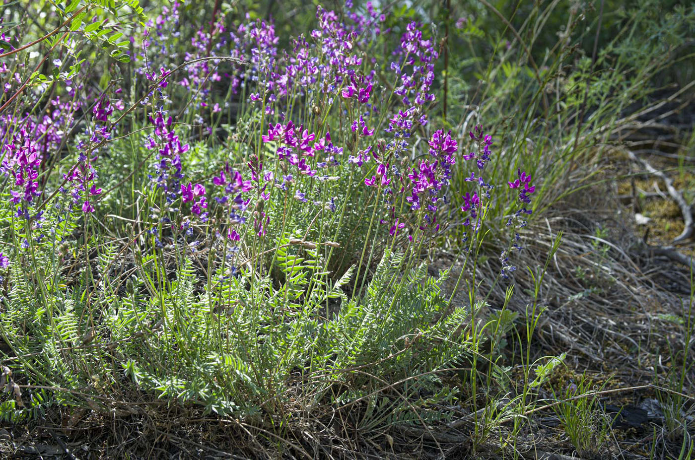 Изображение особи Oxytropis coerulea.