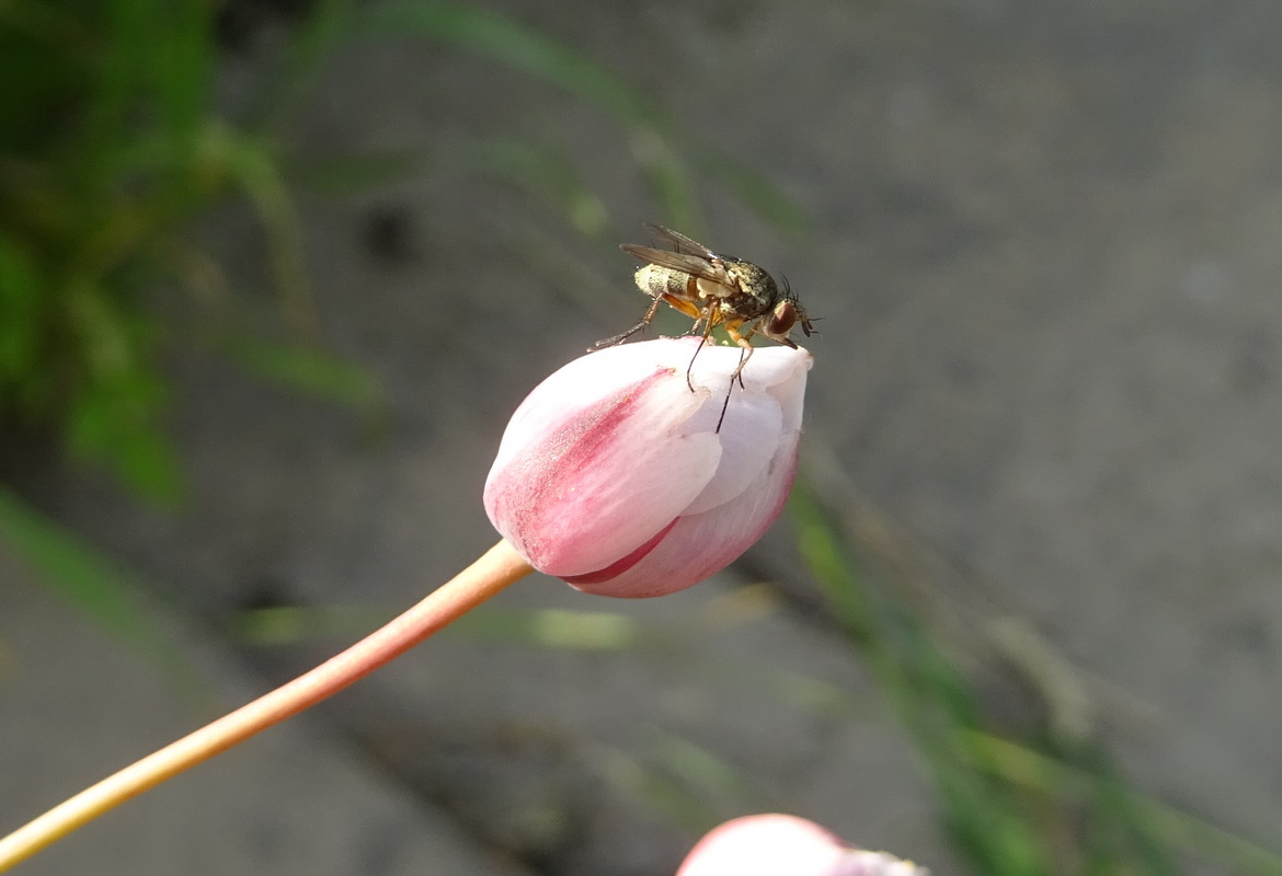 Изображение особи Butomus umbellatus.
