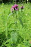 Centaurea phrygia