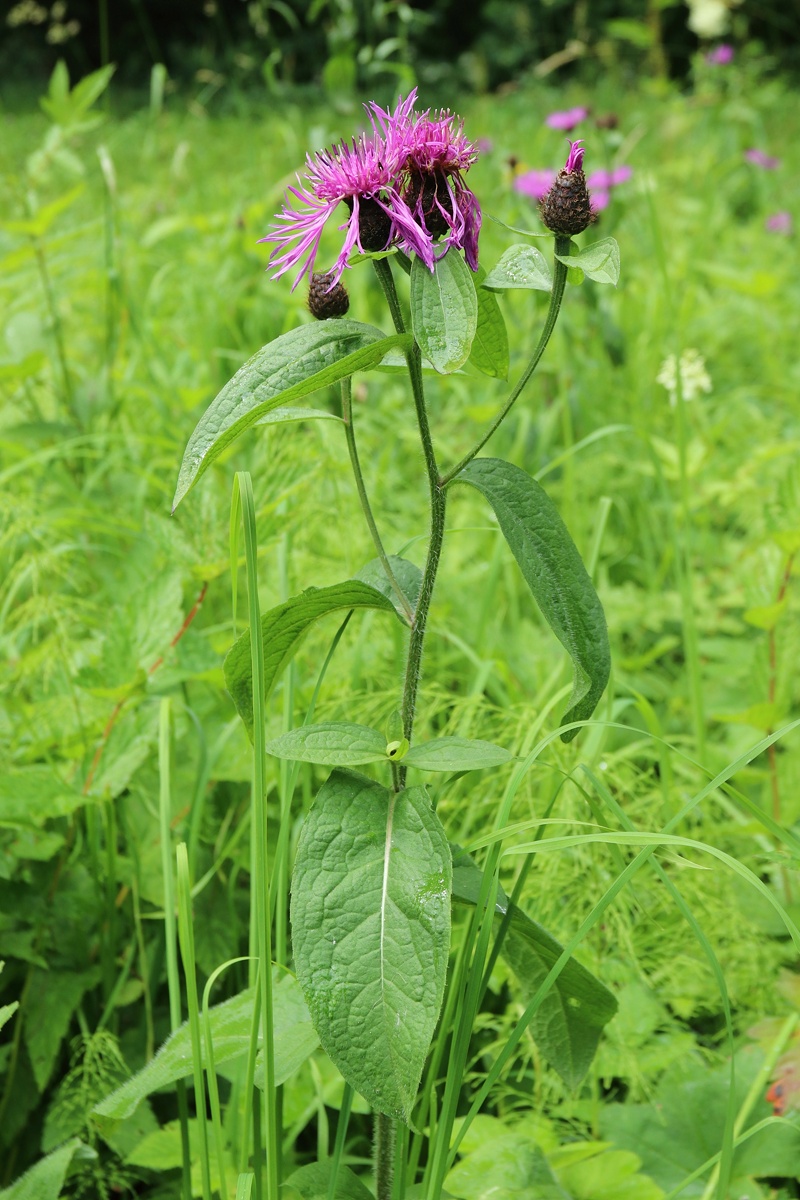 Изображение особи Centaurea phrygia.