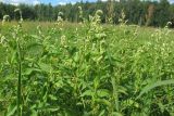 Persicaria scabra