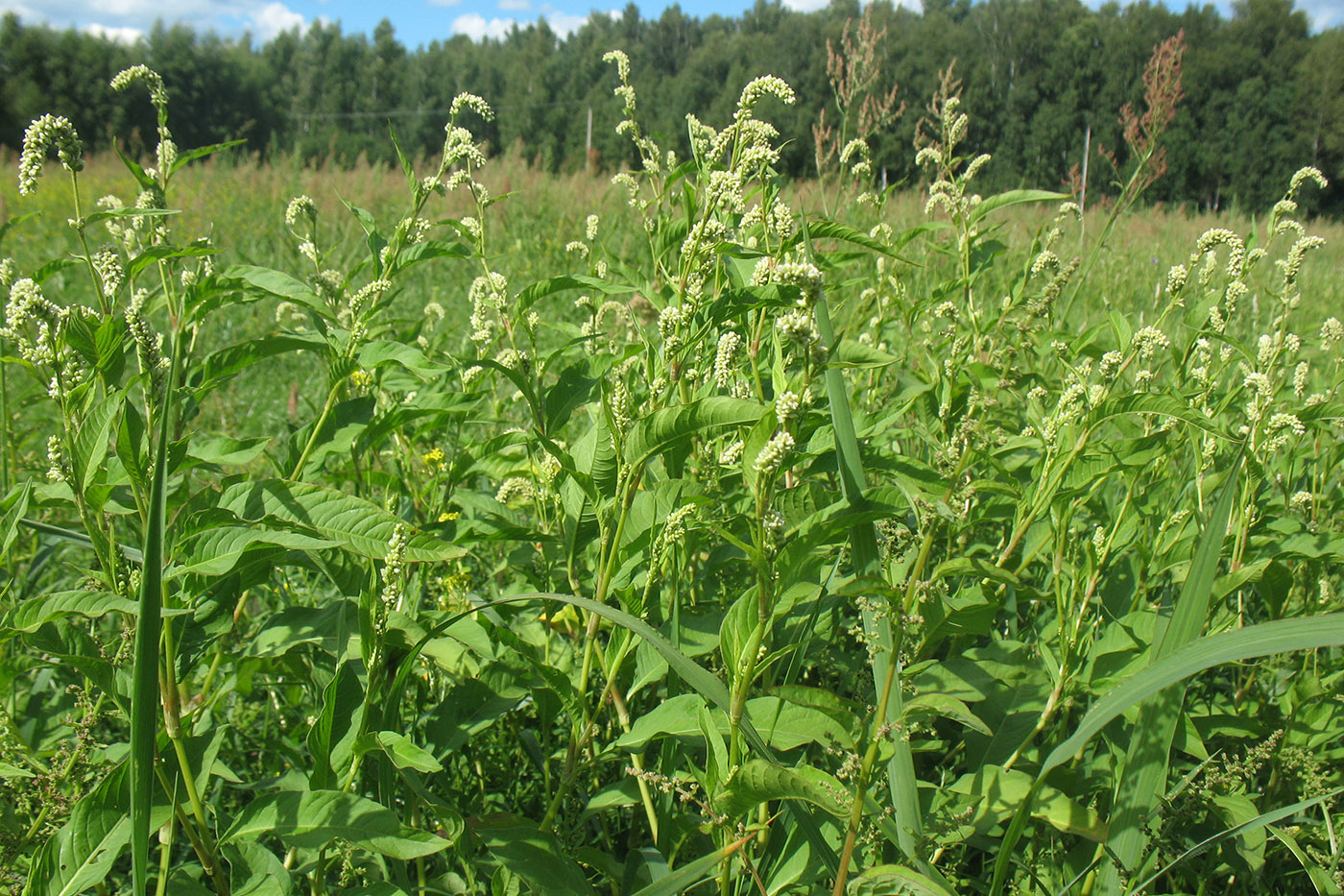 Image of Persicaria scabra specimen.