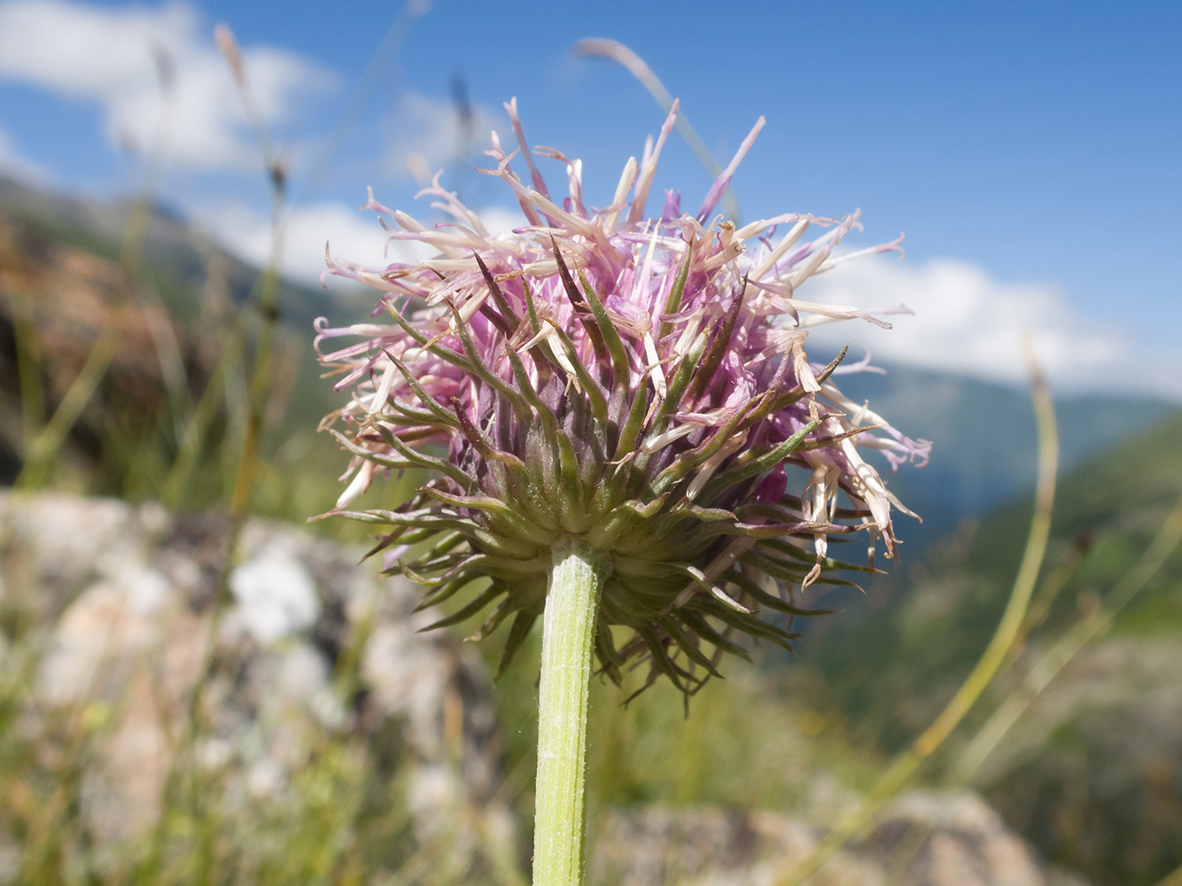 Image of genus Jurinea specimen.