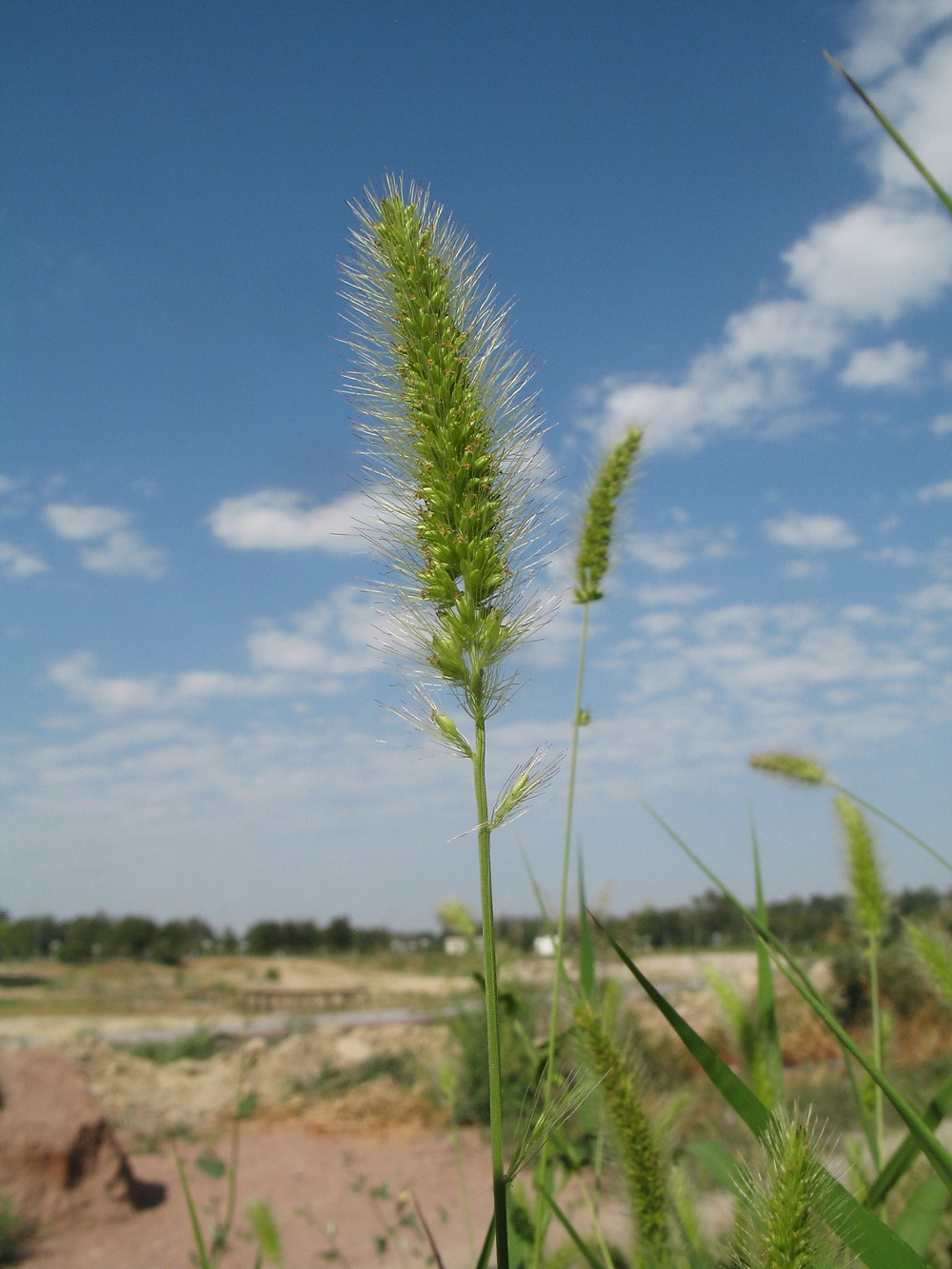 Изображение особи Setaria viridis.