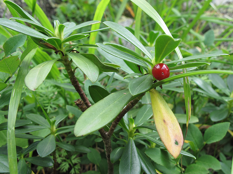 Image of Daphne glomerata specimen.