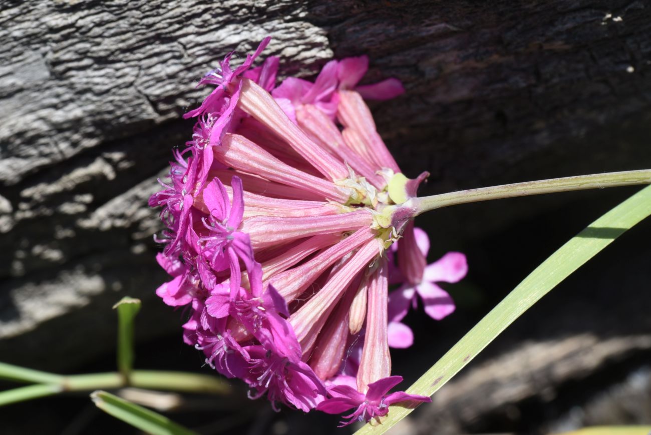 Image of Silene compacta specimen.