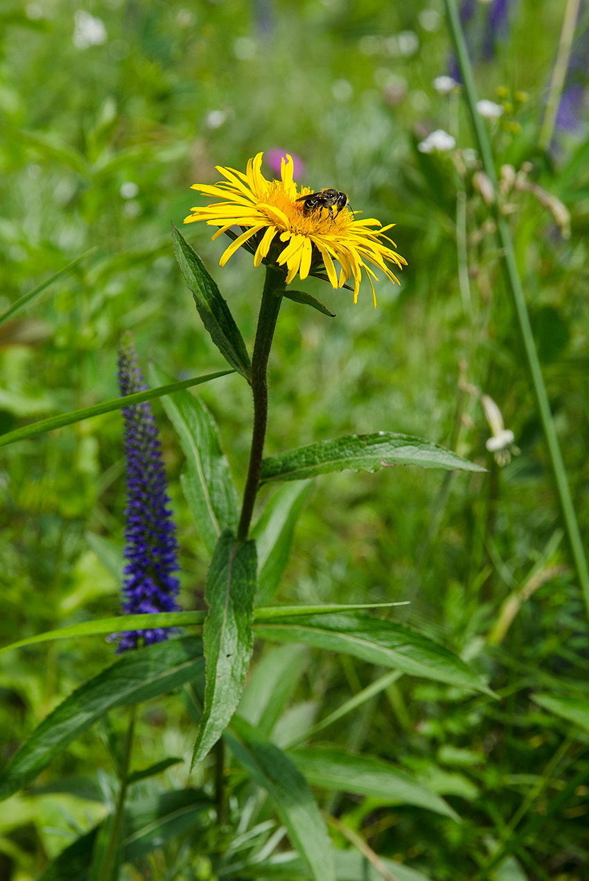 Изображение особи Inula salicina.