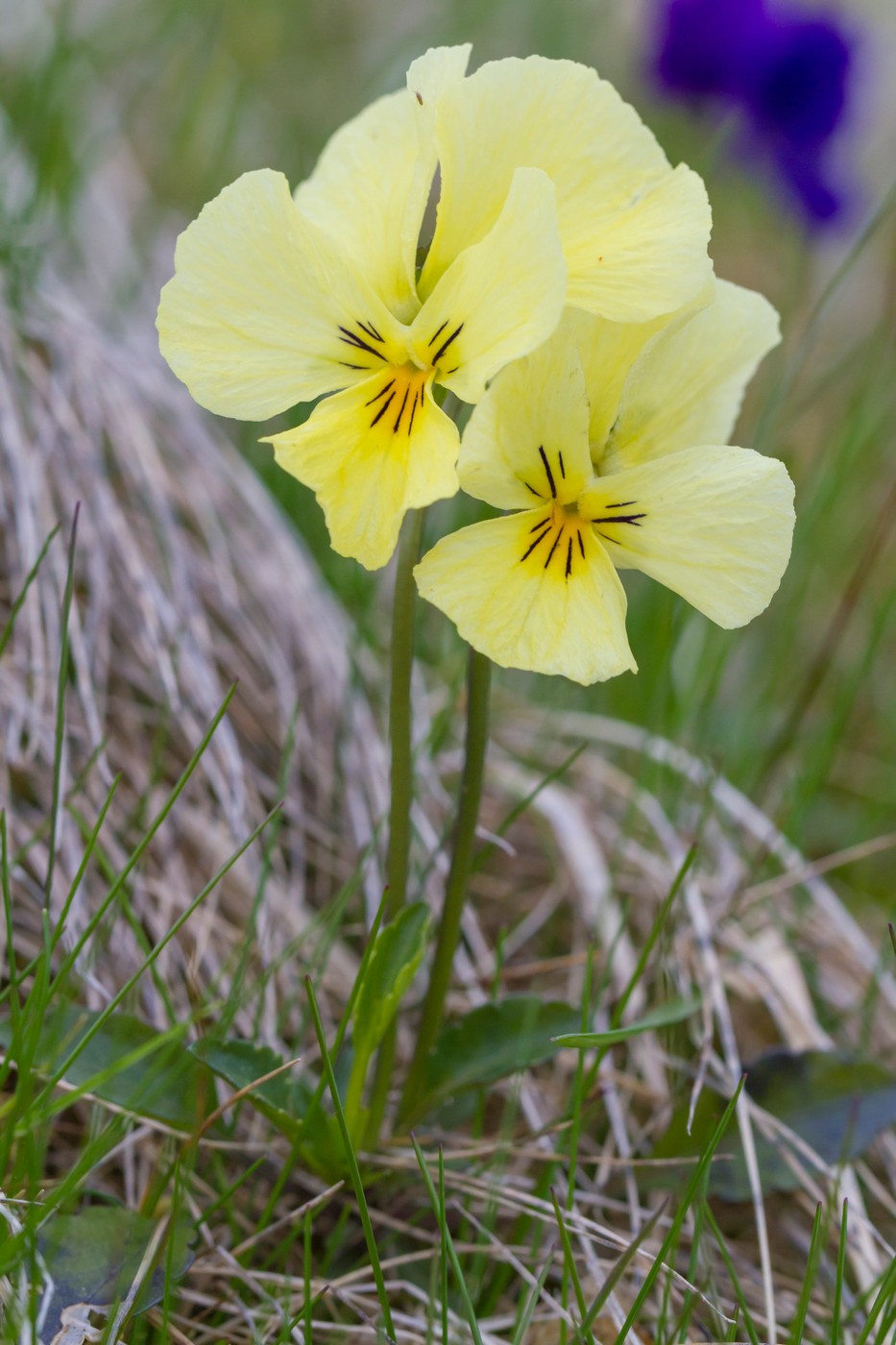 Изображение особи Viola oreades.