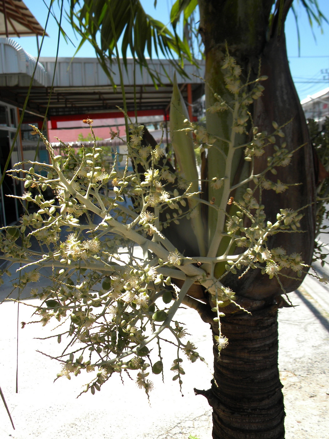 Image of Adonidia merrillii specimen.