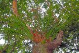 род Drynaria. Растение на стволе дерева. Непал, провинция Гандаки-Прадеш, р-н Каски, Покхара. 27.11.2017.