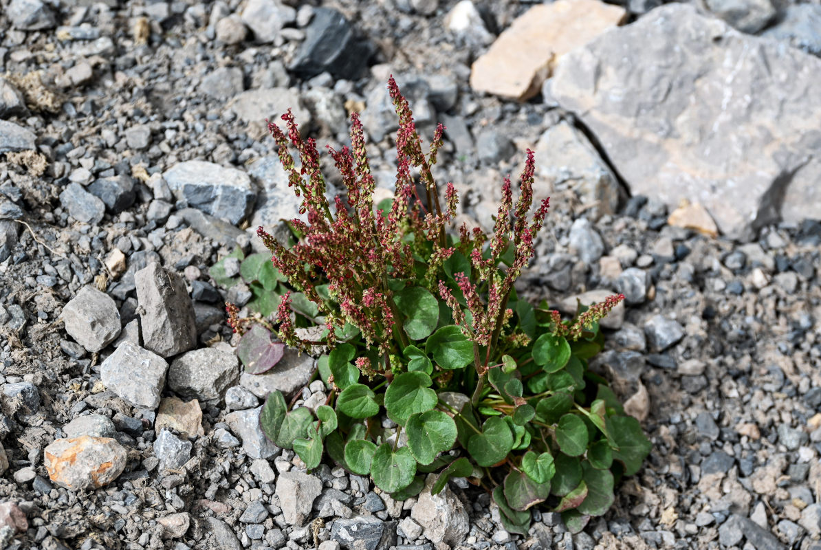 Image of Oxyria digyna specimen.