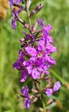 genus Lythrum