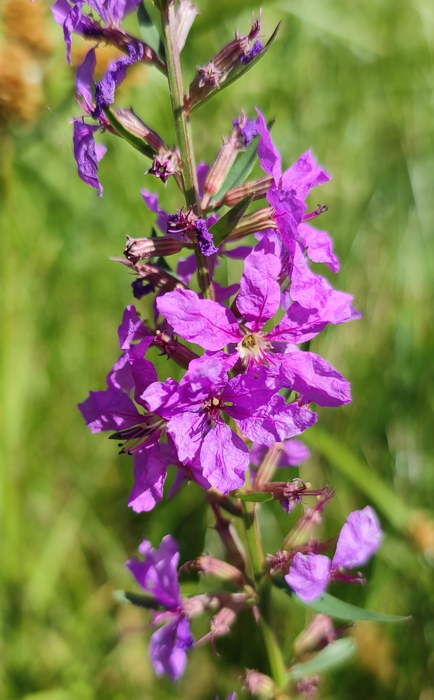 Image of genus Lythrum specimen.