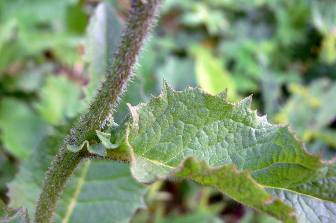 Image of Crepis sibirica specimen.