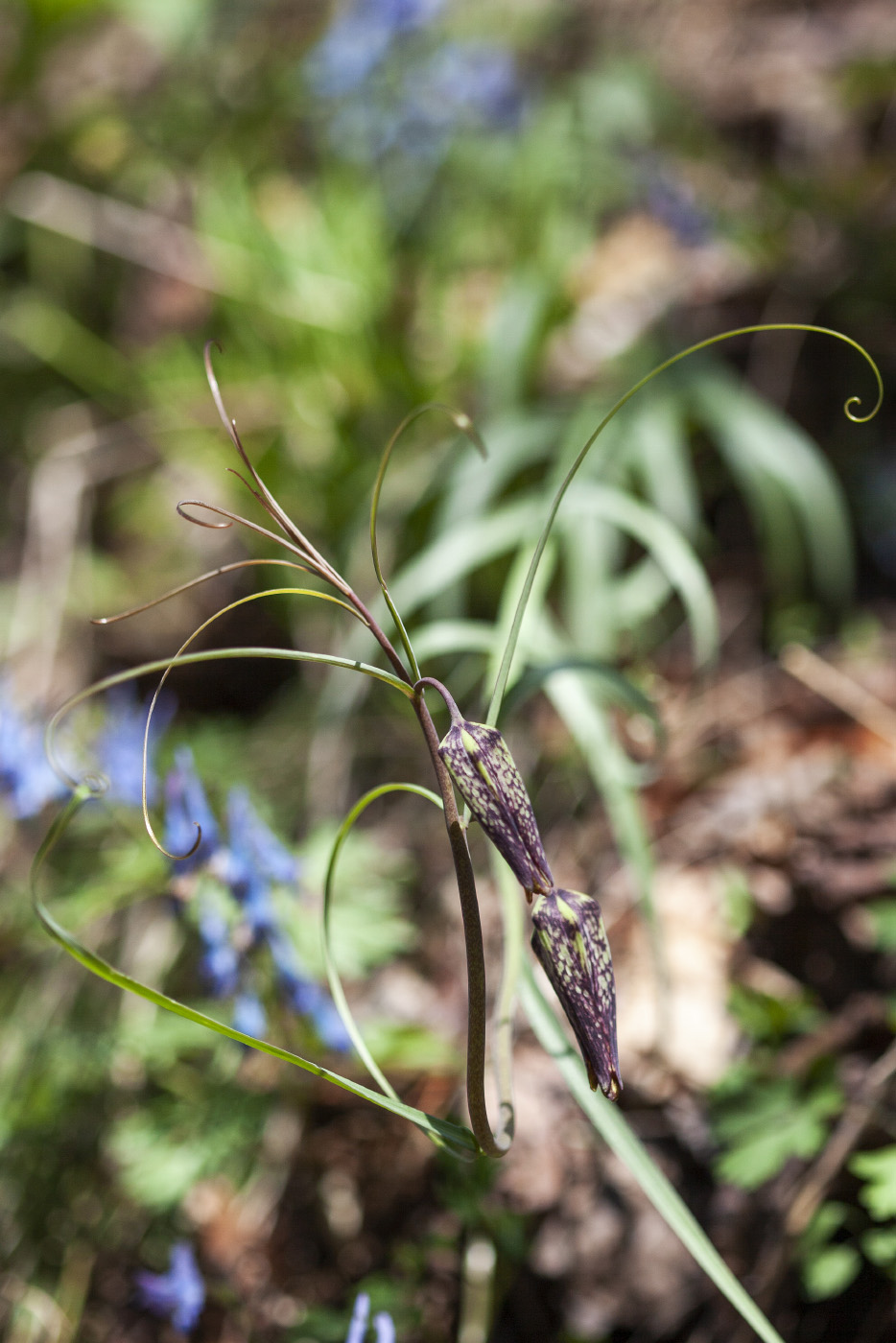 Изображение особи Fritillaria ussuriensis.