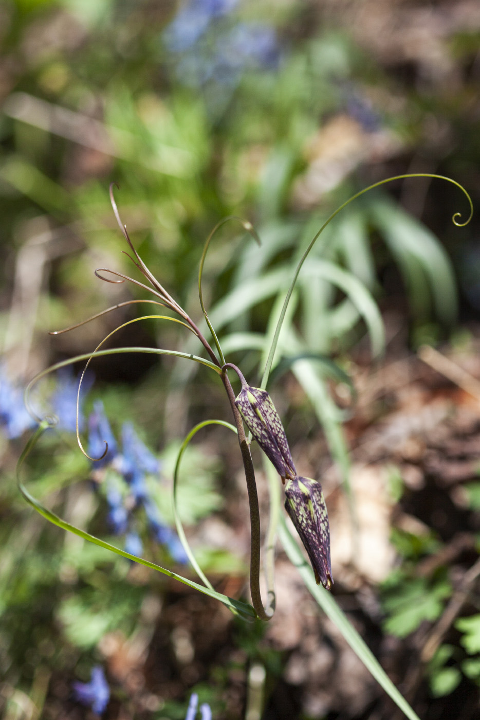 Image of Fritillaria ussuriensis specimen.