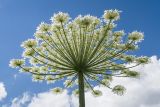 Heracleum mantegazzianum. Верхушка побега с соцветием. Карачаево-Черкесия, Урупский р-н, Кавказский биосферный заповедник, Имеретинское ущелье, ≈ 1200 м н.у.м., субальпийский луг. 30.07.2022.