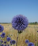 Echinops saksonovii. Верхняя часть стебля с соцветием. Ульяновская обл., Мелекесский р-н, окр. пос. Верхний Мелекесс, долина р. Мал. Авраль, надпойменная терраса, остепнённый луг с участками засоления. 23.07.2022.