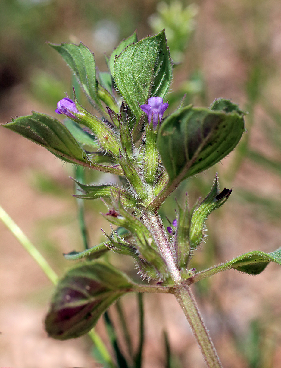 Изображение особи Ziziphora rotundifolia.