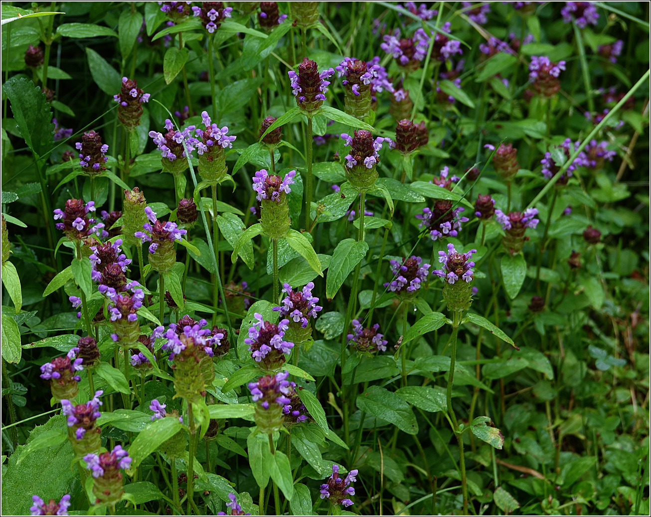 Изображение особи Prunella vulgaris.