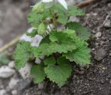 Campanula alliariifolia