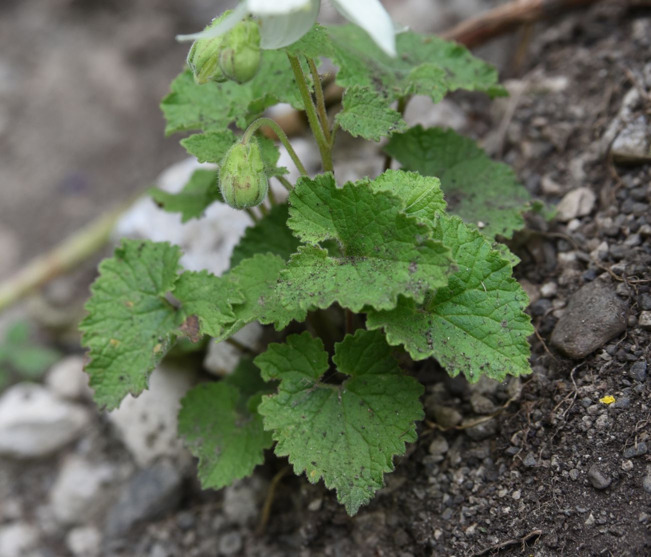 Image of Campanula alliariifolia specimen.