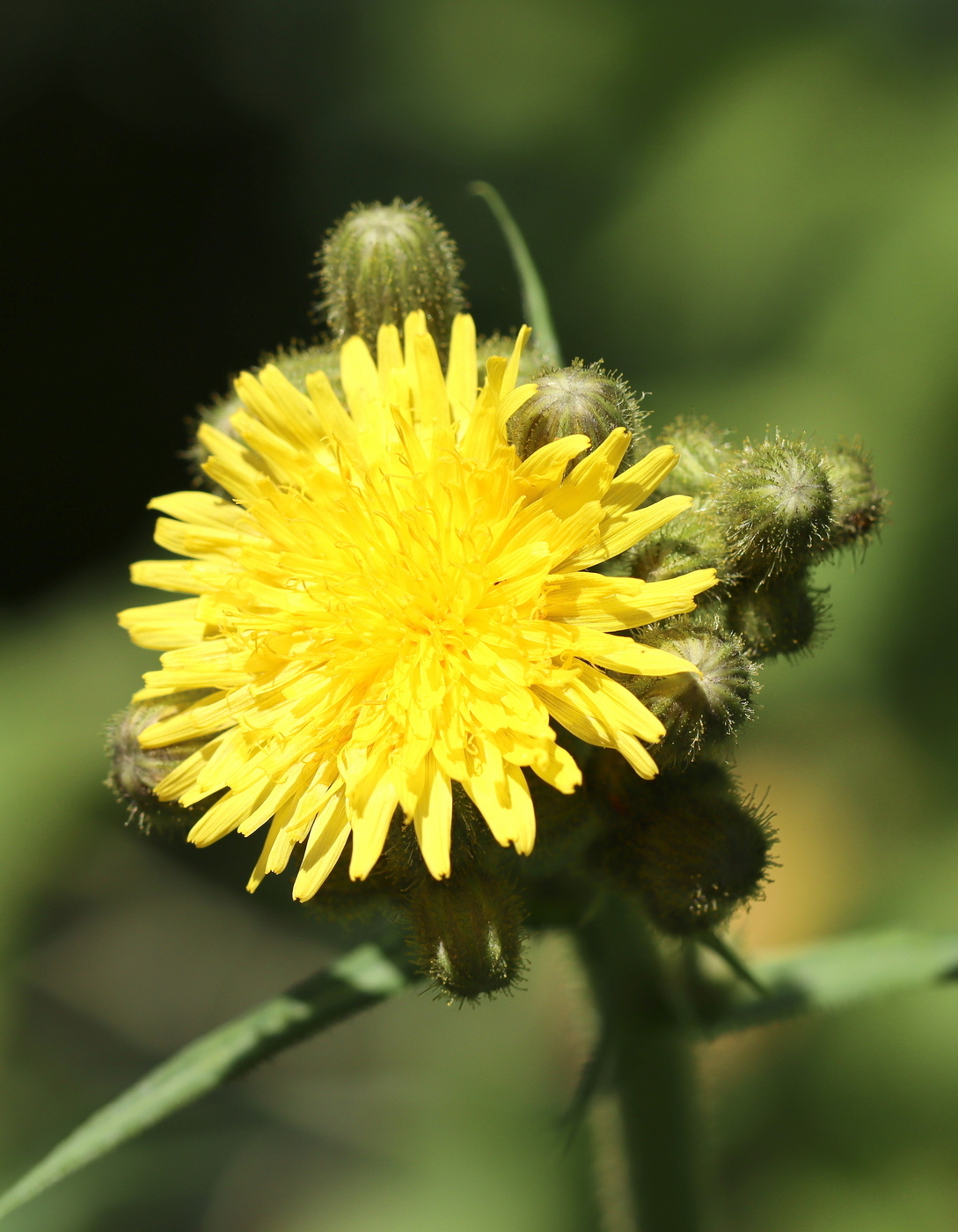 Изображение особи Sonchus palustris.