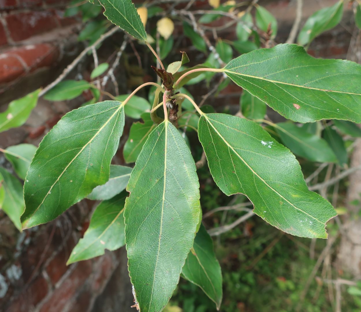 Image of Populus longifolia specimen.